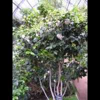 Camellia japonica cv Maria Morren (fam. Theacees) (1)